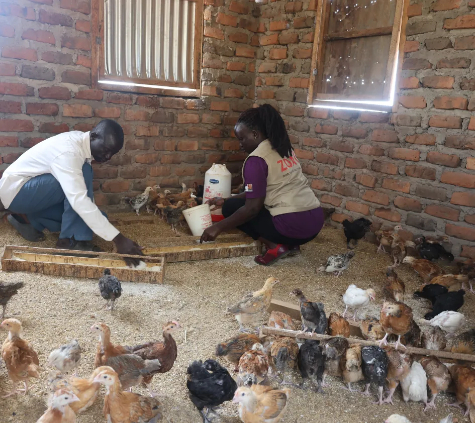 Kippenfarm Uganda