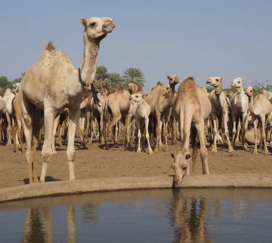 Camels drink water in Sudan