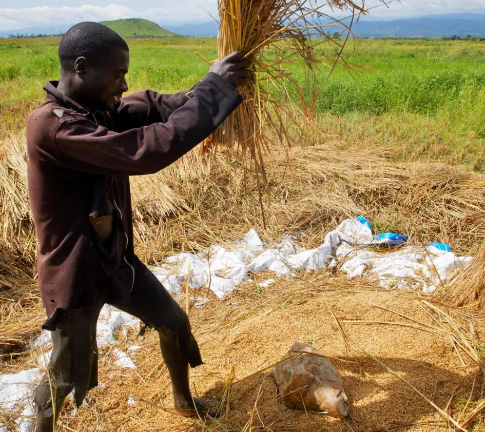 Farmer harvesting in DR Congo
