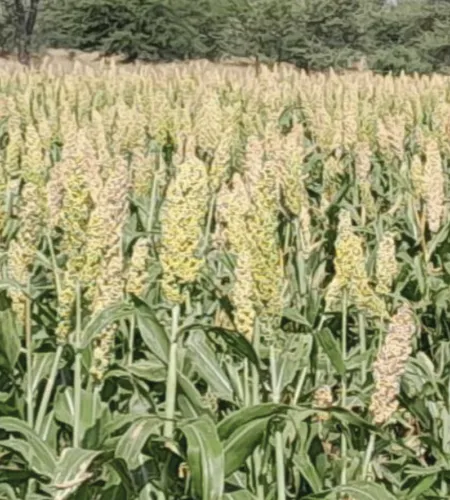 Sorghum