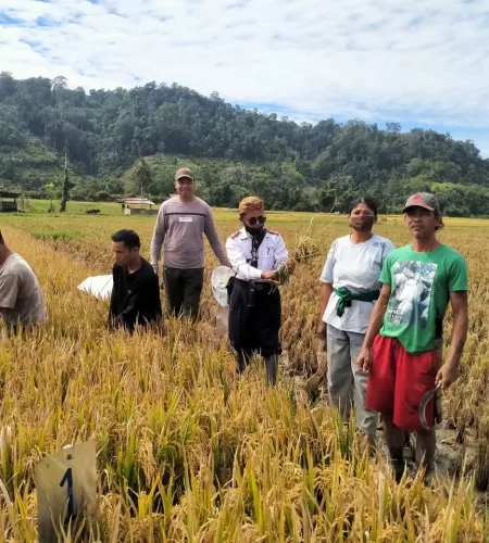 Rijst verbouwen in Indonesië