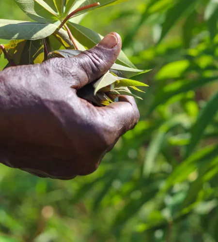 Crops are destroyed due to climate change in Uganda