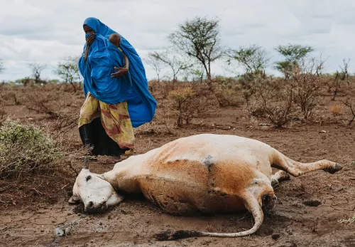 Vrouw bij dode koe in Ethiopië
