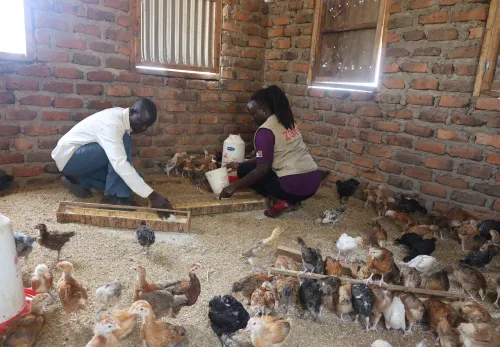Kippenfarm Uganda